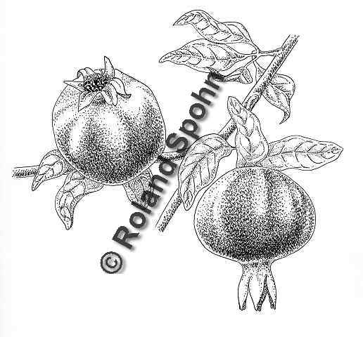 Pflanzenillustration Punica granatum Illustration Granatapfel Zeichnung Tuschezeichnung Roland Spohn