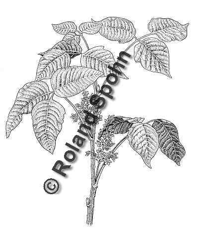 Pflanzenillustration Rhus toxicodendron Toxicodendron quercifolium Illustration Giftsumach Zeichnung Tuschezeichnung Roland Spohn