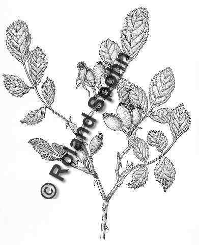 Pflanzenillustration Rosa canina Illustration Hundsrose, Heckenrose Zeichnung Tuschezeichnung Roland Spohn