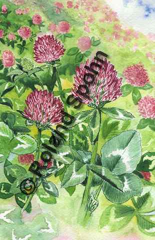 Pflanzenillustration Trifolium pratense Illustration Wiesen-Klee Rot-Klee Aquarell Roland Spohn