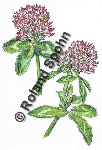 Pflanzenillustration Trifolim pratense Illustration Rotklee Rot-Klee Wiesen-Klee Aquarell Roland Spohn