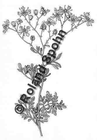 Pflanzenillustration Ruta graveolens Illustration Weinraute Zeichnung Tuschezeichnung Roland Spohn