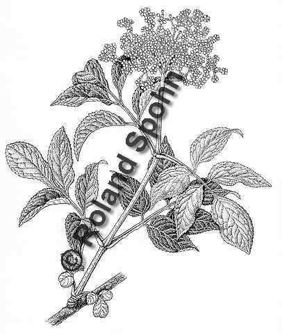 Pflanzenillustration Sambucus nigra Illustration Schwarzer Holunder Zeichnung Tuschezeichnung Roland Spohn