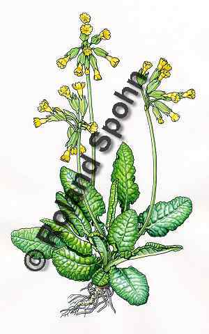 Pflanzenillustration Primula veris Illustration Echte Schlüsselblume Gewöhnliche Wiesen-Schlüsselblume Aquarell Roland Spohn