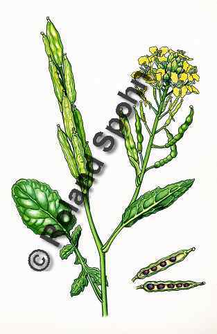 Pflanzenillustration Brassica nigra, Illustration Schwarzer Senf Aquarell mit Tusche Roland Spohn