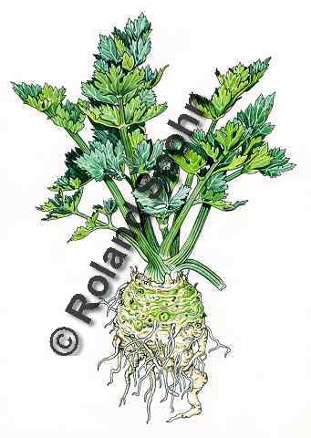 Pflanzenillustration Apium graveolens var. rapaceum Illustration Knollensellerie Aquarell mit Tusche Roland Spohn