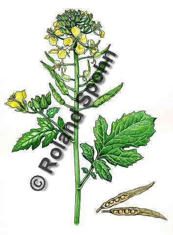 Pflanzenillustration Sinapis alba Illustration Weißer Senf Aquarell Roland Spohn