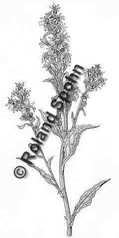 Pflanzenillustration Solidago virgaurea Illustration Echte Goldrute Zeichnung Tuschezeichnung Roland Spohn