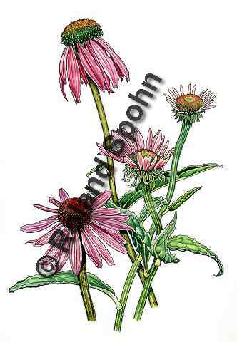 Pflanzenillustration Echinacea purpurea Illustration Roter Sonnenhut Purpur-Sonnenhut Purpurroter Sonnenhut Aquarell Roland Spohn