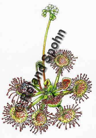 Pflanzenillustration Drosera rotundifolia Illustration Rundblättriger Sonnentau Aquarell Roland Spohn