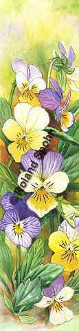 Pflanzenillustration Viola tricolor Illustration Wildes Stiefmütterchen Aquarell Roland Spohn