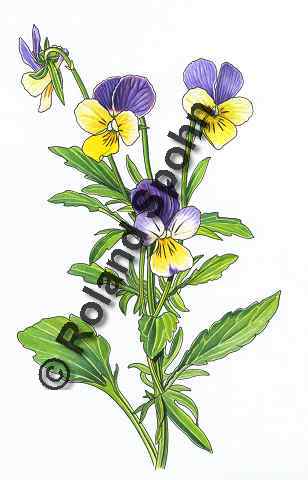 Pflanzenillustration Viola tricolor Illustration Wildes Stiefmütterchen Dreifarbiges Stiefmütterchen Aquarell Roland Spohn