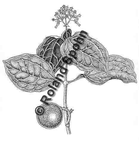 Pflanzenillustration Strychnos nux-vomica Illustration Brechnuss Zeichnung Tuschezeichnung Roland Spohn