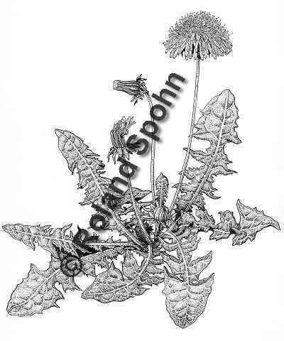 Pflanzenillustration Taraxacum officinale Illustration Wiesen-Löwenzahn, Kuhblume Zeichnung Tuschezeichnung Roland Spohn