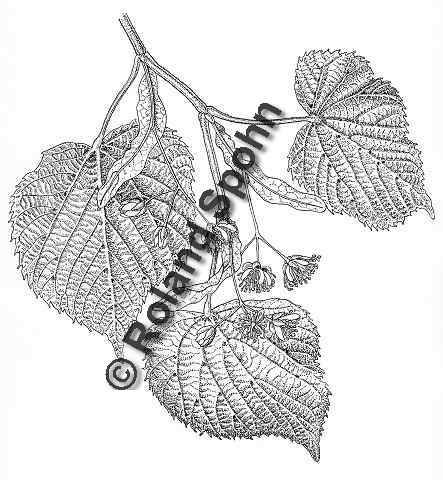 Pflanzenillustration Tilia platyphyllos Illustration Sommer-Linde Zeichnung Tuschezeichnung Roland Spohn