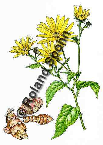 Pflanzenillustration Helianthus tuberosus Illustration Topinambur, Erdbirne Aquarell Roland Spohn