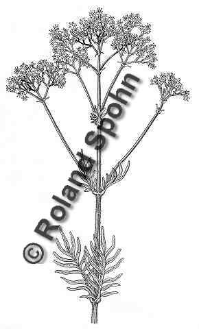 Pflanzenillustration Valeriana officinalis Illustration Echter Arznei-Baldrian Zeichnung Tuschezeichnung Roland Spohn