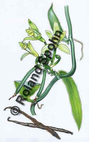Pflanzenillustration Vanilla planifolia Illustration Echte Vanille Aquarell Roland Spohn