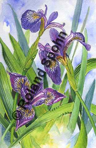 Pflanzenillustration Iris versicolor Illustration Verschiedenfarbige Schwertlilie, Bunte Schwertlilie Aquarell Roland Spohn