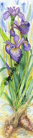 Pflanzenillustration Iris versicolor Verschiedenfarbige Schwertlilie Illustration Bunte Schwertlilie Aquarell Roland Spohn