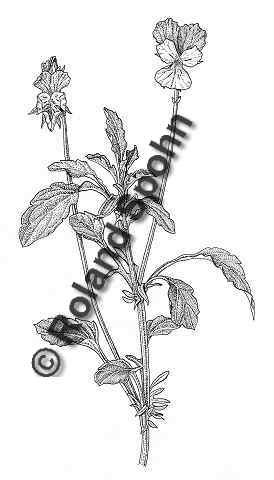 Pflanzenillustration Viola tricolor Illustration Wildes Stiefmütterchen, Dreifarbiges Stiefmütterchen Zeichnung Tuschezeichnung Roland Spohn