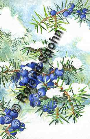 Pflanzenillustration Juniperus communis Illustration Heide-Wacholder Gewöhnlicher Wacholder Aquarell Roland Spohn