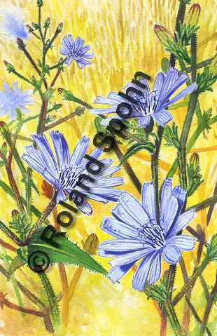 Pflanzenillustration Cichorium intybus Illustration Gewöhnliche Wegwarte Aquarell Roland Spohn