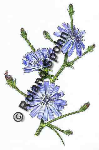 Pflanzenillustration Cichorium intybus Illustration Gewöhnliche Wegwarte Aquarell mit Tusche Roland Spohn