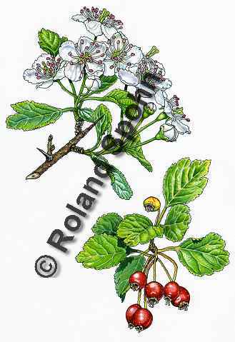Pflanzenillustration Crataegus laevigata Illustration Zweigriffeliger Weißdorn Aquarell mit Tusche Roland Spohn