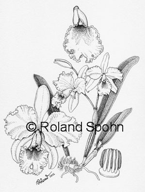 Pflanzenillustration Cattleya General Patton Illustration Zeichnung Tuschezeichnung 		Roland Spohn