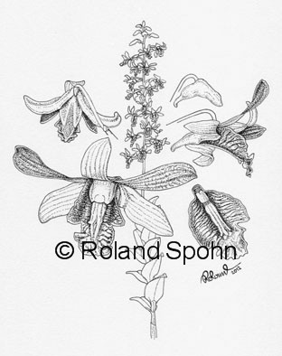 Pflanzenillustration Dendrobium Angela Merkel Illustration Zeichnung Tuschezeichnung 		Roland Spohn
