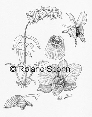 Pflanzenillustration Dendrobium Kimilsungia Illustration Zeichnung Tuschezeichnung 		Roland Spohn