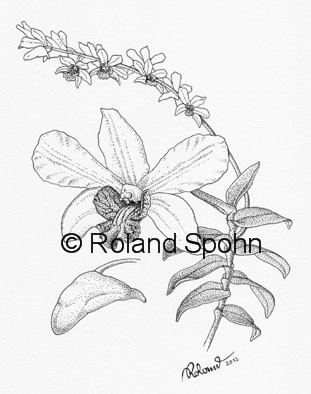 Pflanzenillustration Dendrobium U Thein Sein-Daw Khin Khin Win 
	Illustration Zeichnung Tuschezeichnung
	Roland Spohn