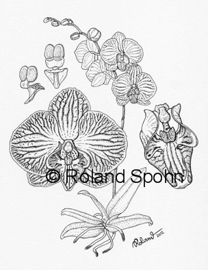 Pflanzenillustration Doritaenopsis George Bush
	Illustration Zeichnung Tuschezeichnung
	Roland Spohn