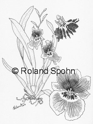 Pflanzenillustration Miltoniopsis Ronald Reagan
	Illustration Zeichnung Tuschezeichnung
	Roland Spohn