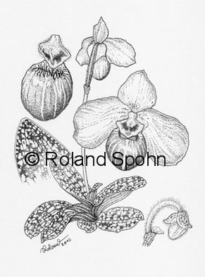 Pflanzenillustration Paphiopedilum Ho Chi Minh
	Illustration Zeichnung Tuschezeichnung
	Roland Spohn