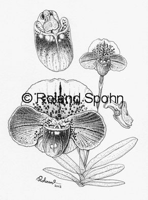 Pflanzenillustration Paphiopedilum Lady M. Thatcher
	Illustration Zeichnung Tuschezeichnung
	Roland Spohn