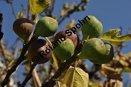 Feigenbaum, Ficus carica, Moraceae, Ficus carica, Feigenbaum, Echte Feige, Blatt Kauf von 00153_ficus_carica_dsc_0873.jpg