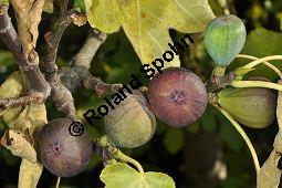 Feigenbaum, Ficus carica, Moraceae, Ficus carica, Feigenbaum, Echte Feige, Blatt Kauf von 00153_ficus_carica_dsc_0876.jpg
