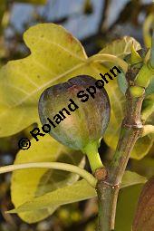 Feigenbaum, Ficus carica, Moraceae, Ficus carica, Feigenbaum, Echte Feige, Blatt Kauf von 00153_ficus_carica_dsc_0877.jpg