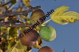 Feigenbaum, Ficus carica, Moraceae, Ficus carica, Feigenbaum, Echte Feige, Blatt Kauf von 00153_ficus_carica_dsc_0878.jpg