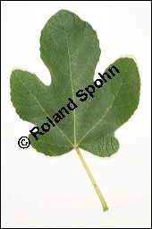 Feigenbaum, Ficus carica, Moraceae, Ficus carica, Feigenbaum, Echte Feige, Blatt Kauf von 00153ficus_caricaimg_3755.jpg