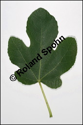 Feigenbaum, Ficus carica, Moraceae, Ficus carica, Feigenbaum, Echte Feige, Blatt Kauf von 00153ficus_caricaimg_3756.jpg
