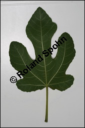 Feigenbaum, Ficus carica, Moraceae, Ficus carica, Feigenbaum, Echte Feige, Blatt Kauf von 00153ficus_caricaimg_3757.jpg
