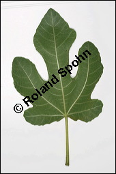 Feigenbaum, Ficus carica, Moraceae, Ficus carica, Feigenbaum, Echte Feige, Blatt Kauf von 00153ficus_caricaimg_3758.jpg