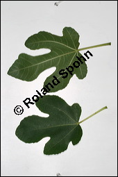 Feigenbaum, Ficus carica, Moraceae, Ficus carica, Feigenbaum, Echte Feige, Blatt Kauf von 00153ficus_caricaimg_3760.jpg