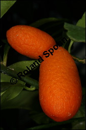 Kumquat, Fortunella margarita, Rutaceae, Fortunella margarita, Citrus margarita, Kumquat, fruchtend Kauf von 00158fortunella_margaritaimg_2680.jpg