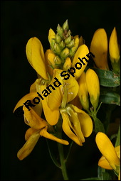 Frber-Ginster, Genista tinctoria, Fabaceae, Genista tinctoria, Frber-Ginster, Habitat Kauf von 00162genista_tinctoriaimg_2412.jpg
