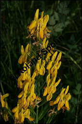 Frber-Ginster, Genista tinctoria, Fabaceae, Genista tinctoria, Frber-Ginster, Habitat Kauf von 00162genista_tinctoriaimg_8038.jpg