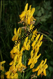 Frber-Ginster, Genista tinctoria, Fabaceae, Genista tinctoria, Frber-Ginster, Habitat Kauf von 00162genista_tinctoriaimg_8039.jpg